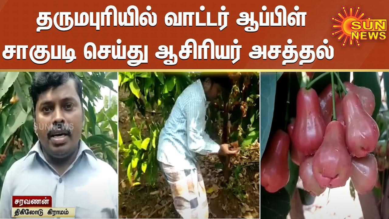 தருமபுரியில் வாட்டர் ஆப்பிள் சாகுபடி செய்து ஆசிரியர் அசத்தல் | Water Apple