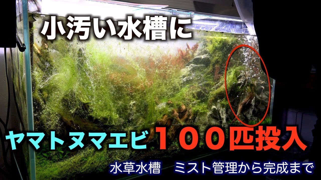 小汚い水槽。痺れを切らしてヤマトヌマエビ１００匹投入！　ミスト管理から完成まで、後編