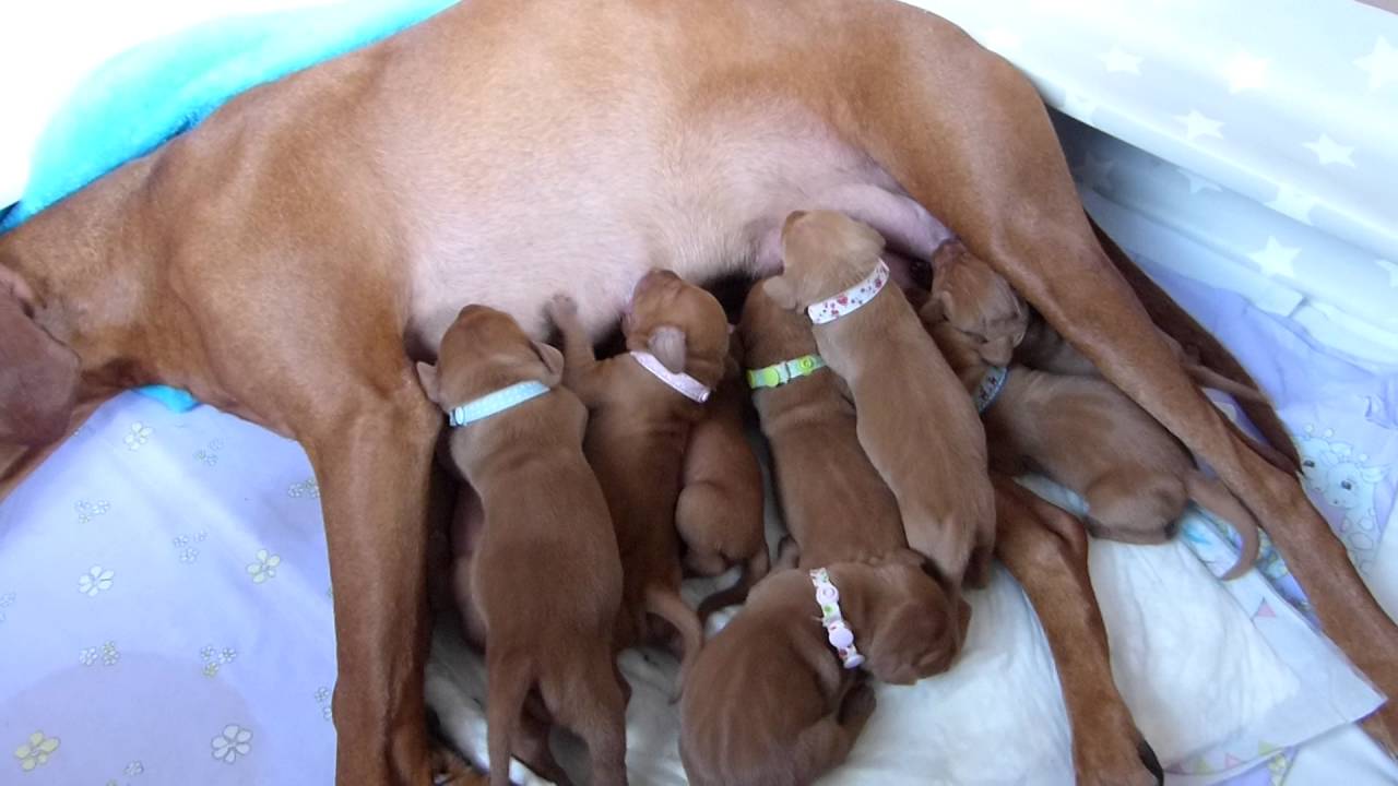 Lunas 6 Tage alte Welpen Magyar Vizsla an der Zitze