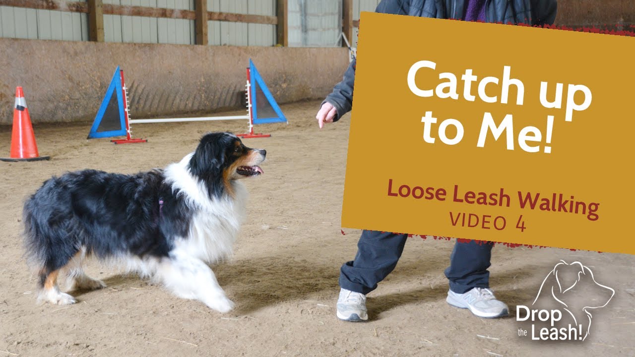 Loose Leash Walking Training - Positive Reinforcement - Catch Up to Me!