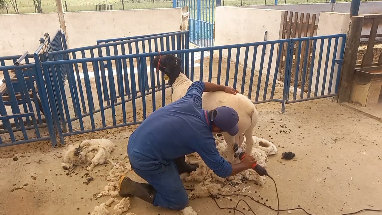 tosquiar ovinos máquina lorben