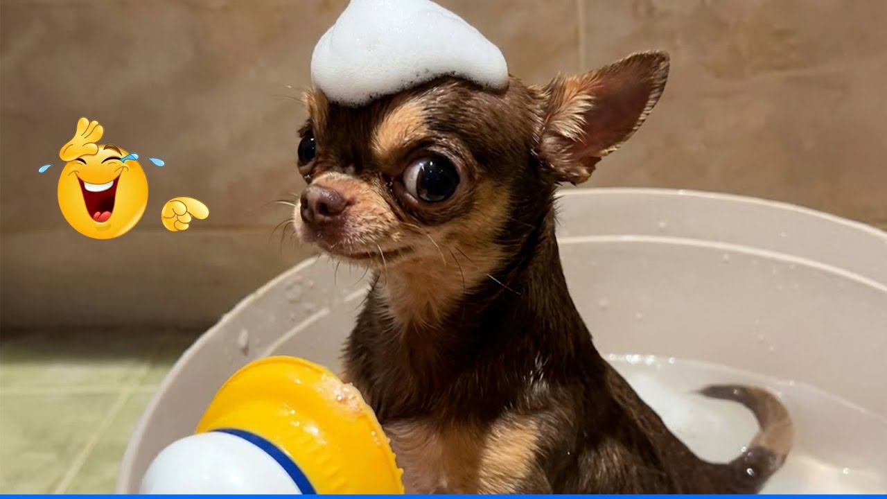 The Funniest Animal Videos Compilation 😹🐶 Cat and Dog Videos That Don't Disappoint You