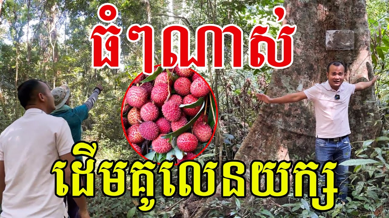 ធំៗ ខ្ពស់ៗណាស់ មិនដែលឃើញទេ ដើមគូលេននៅក្នុងព្រៃធម្មជាតិ