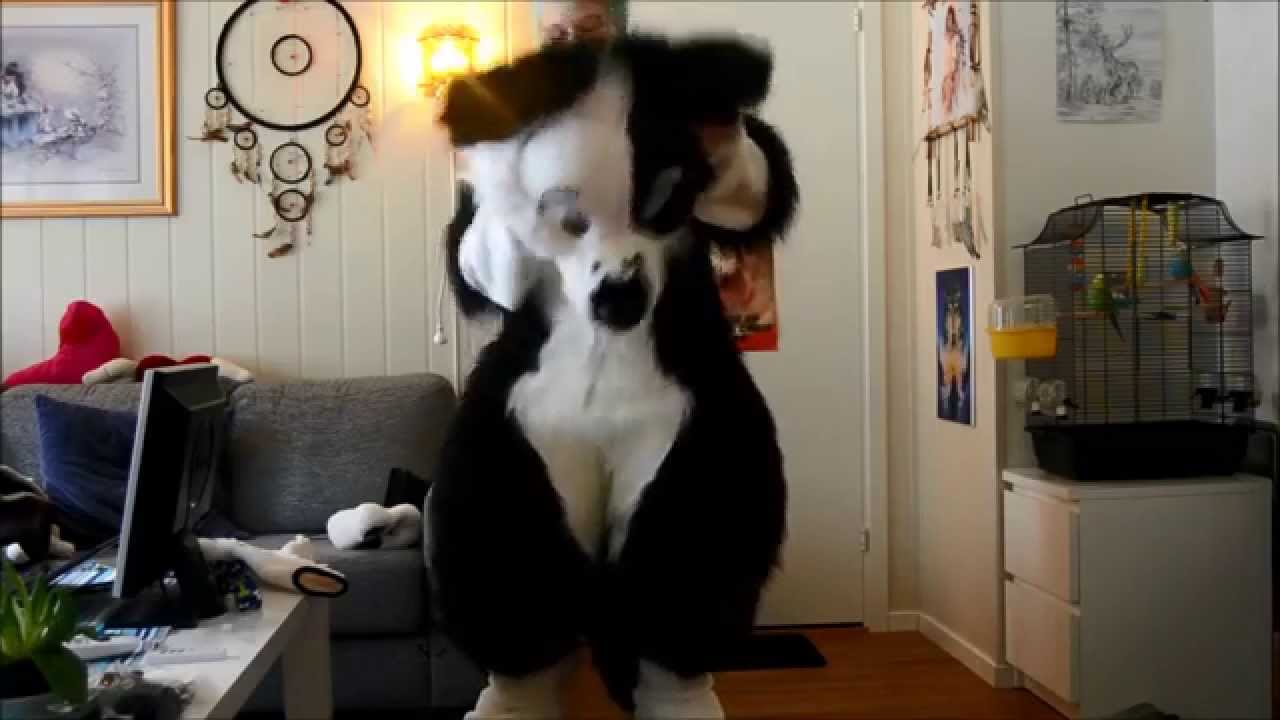 cody the border collie suit up!