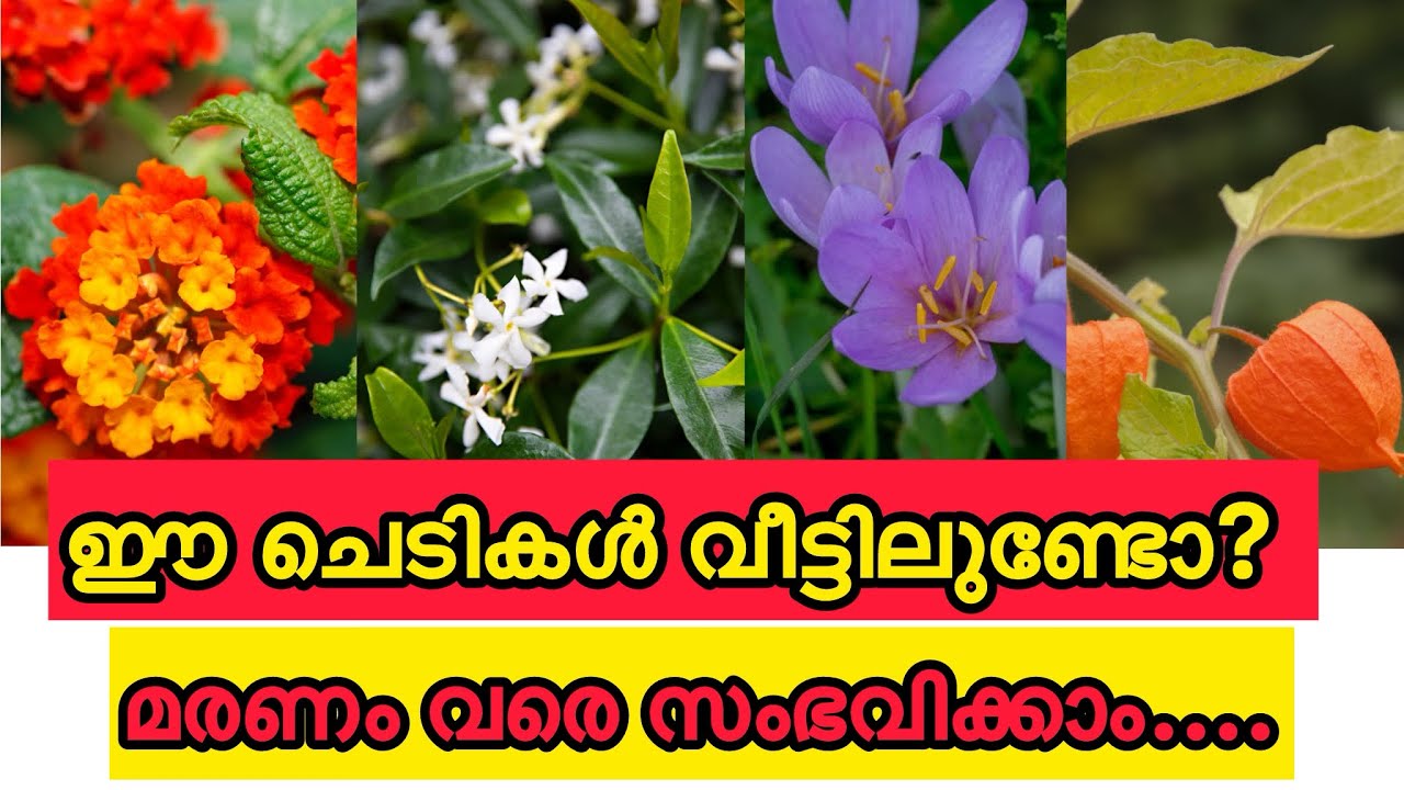 ഈ ചെടികൾ വീട്ടിലുണ്ടെങ്കിൽ സൂക്ഷിക്കണം |നിസാരമായി കാണരുത് |MOST DANGEROUS PLANTS IN OUR GARDEN |