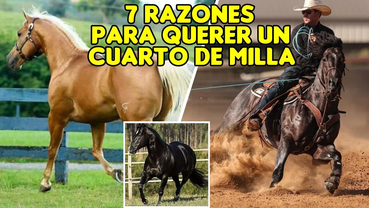 CUARTO DE MILLA - LA RAZA ESTRELLA DE LAS AM&Eacute;RICAS #caballos #horses #cuartodemilla
