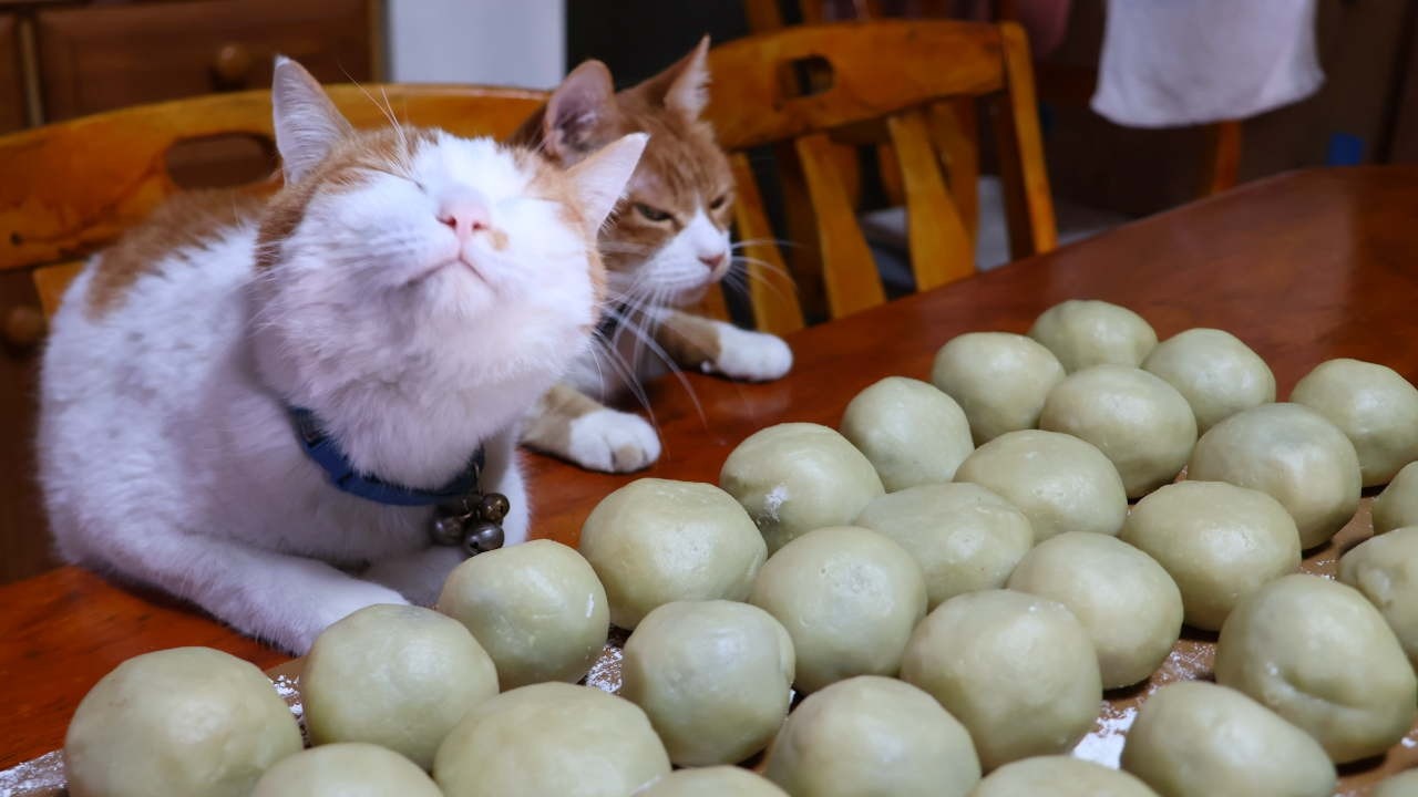 猫たちと春彼岸まんじゅう作り　2026　260319