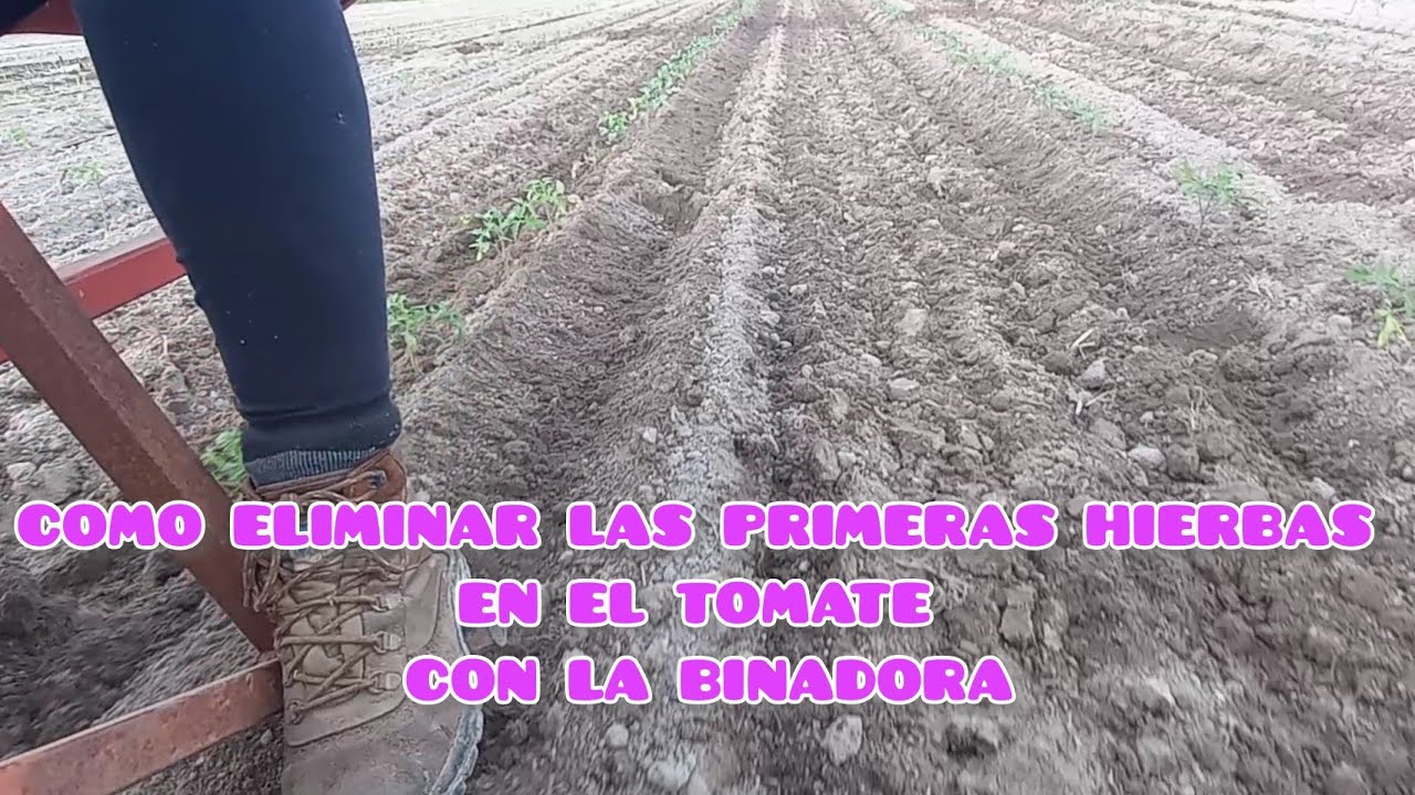 COMO ELIMINAR LAS PRIMERAS HIERBAS EN EL TOMATE CON LA BINADORA | Verdura Vital | ECOLÓGICO