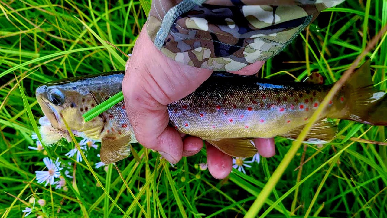 Fly Fishing Valles Caldera - Brown Trout