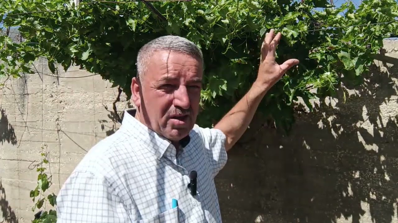 اسباب وعلاج التفاف اوراق شجرة العنب  Causes and treatment of Peppers Grapevine Leaf Curling