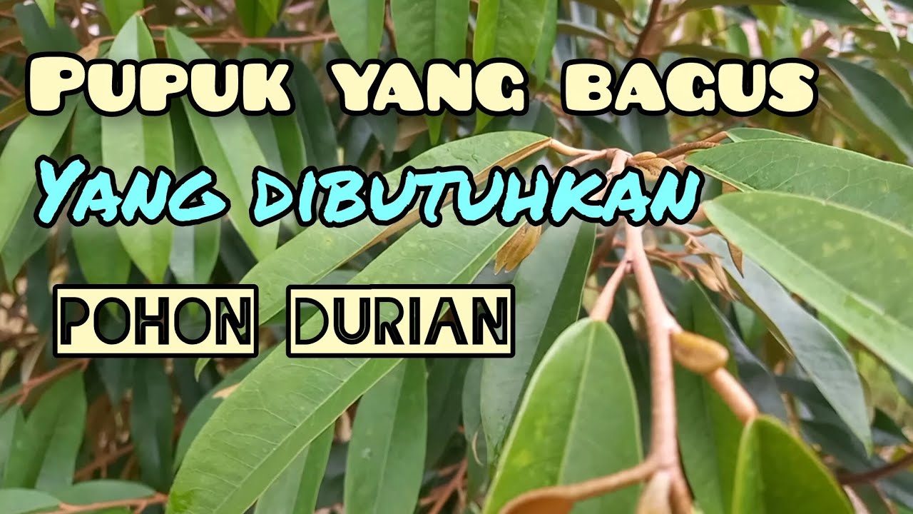 Pupuk yang bagus yang dibutuhkan pohon durian agar tumbuh sehat