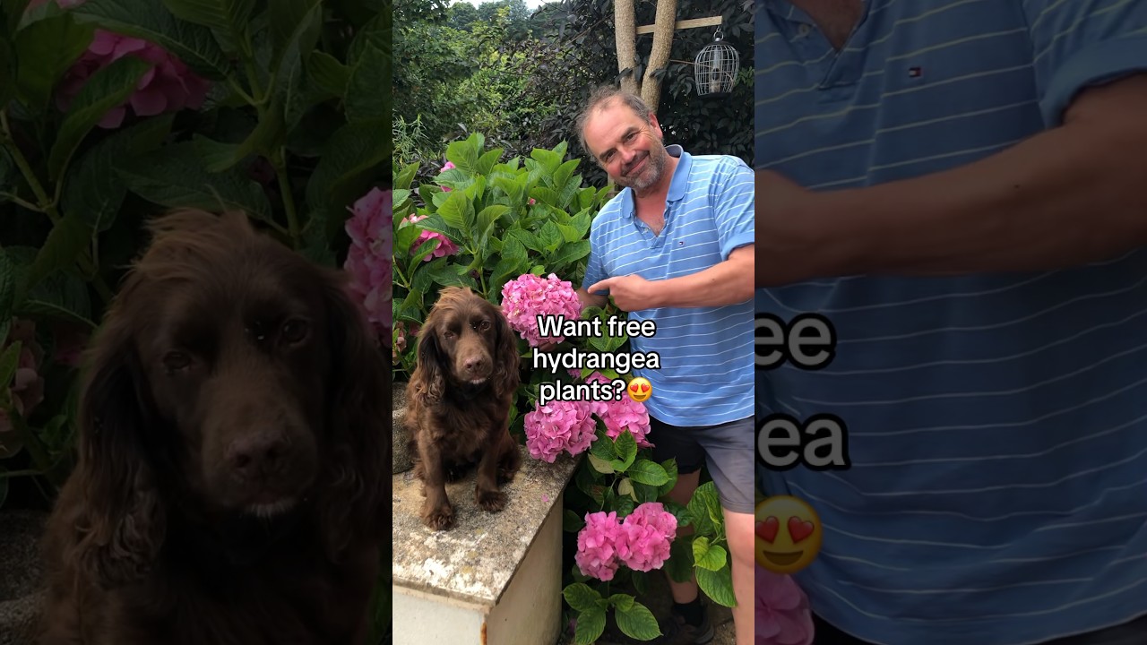 How to take a hydrangea cutting #gardeningforbeginners #propagation