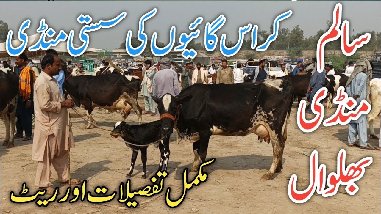 Today fresh rates Jersey Australian friesian HF cross breed cows From Salam Mandi Bhalwal !Ali Best