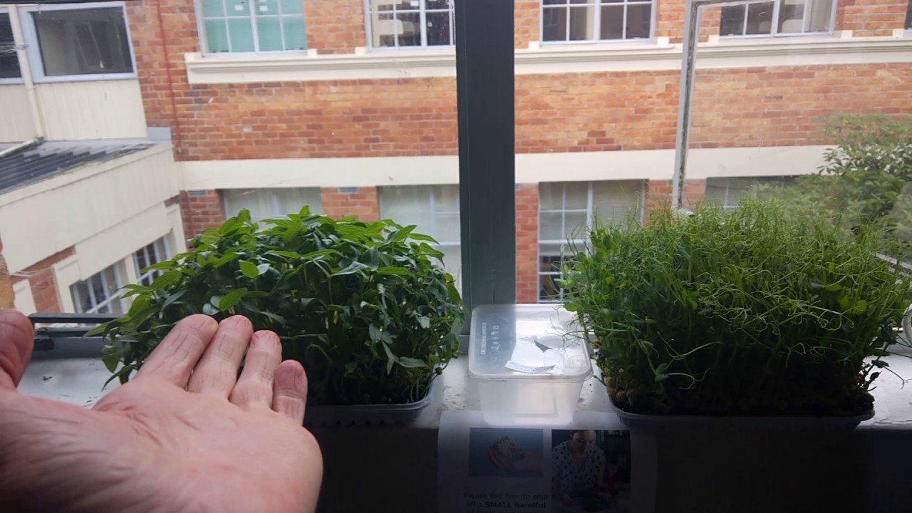 My set-up for a self-harvest live microgreens 