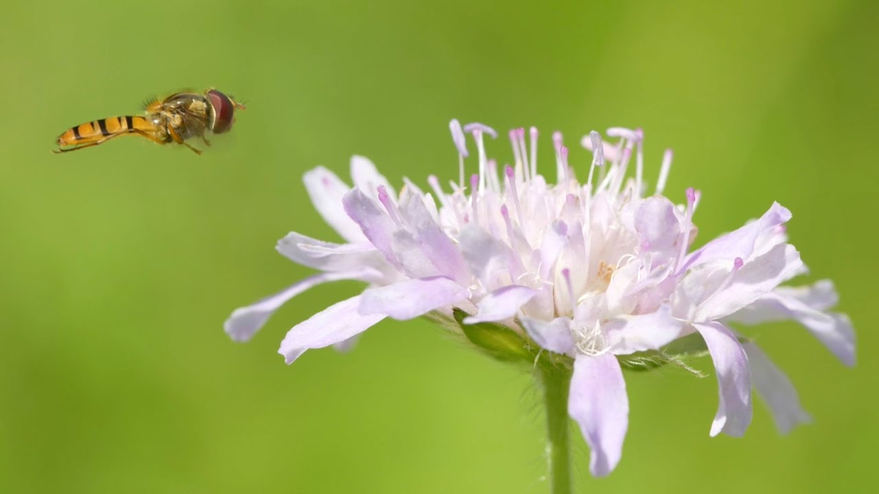 Die Hainschwebfliege (Episyrphus balteatus)