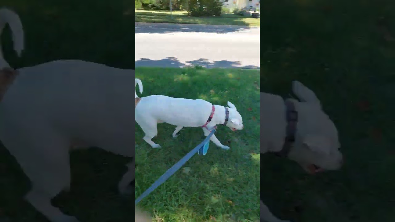 Feeling groovy! Lola says slowdown #bullymix #scootinalong #personalitynotpedigree