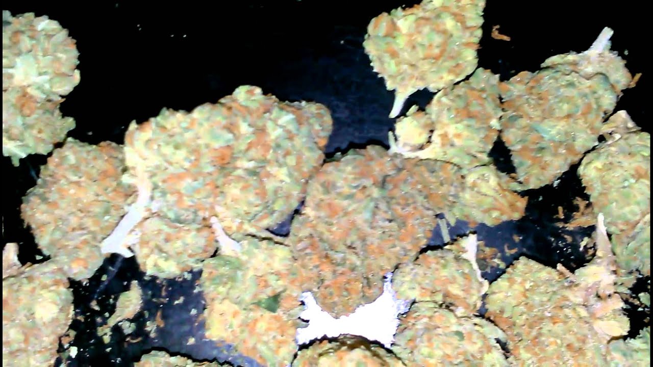 Alien Dawg ( Alien Og X Chem Dawg )- HD Weed Porn