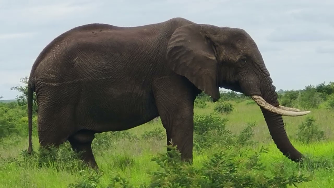 #wildlife#krugernationalpark#elephanteating#viralvideo#southafrica