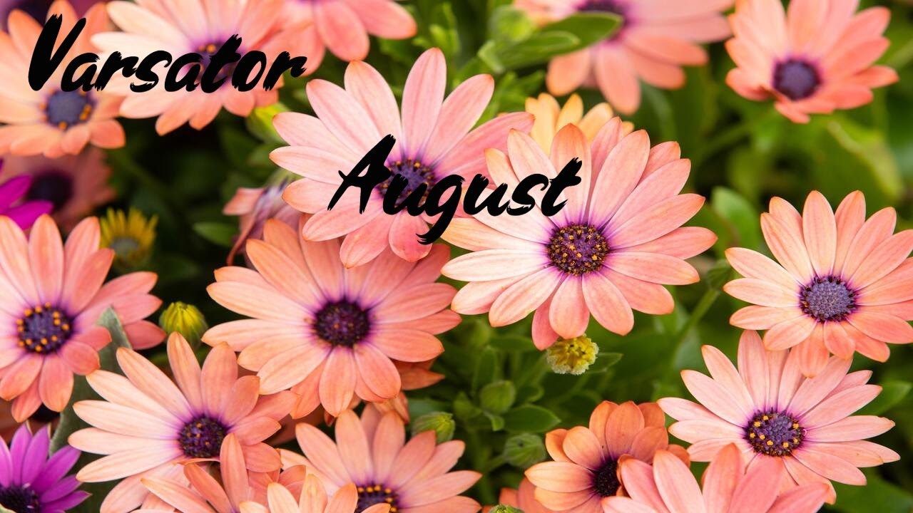 VARSATOR♒❤💰AUGUST. Iubire in cuplu/burlaci/bani. Sfarsitul problemelor. Atentie la excese.