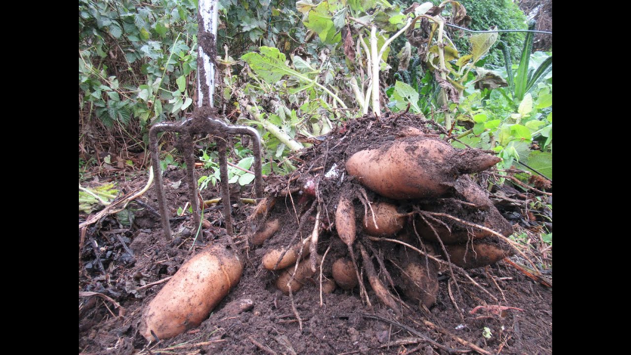 Yacon Harvest
