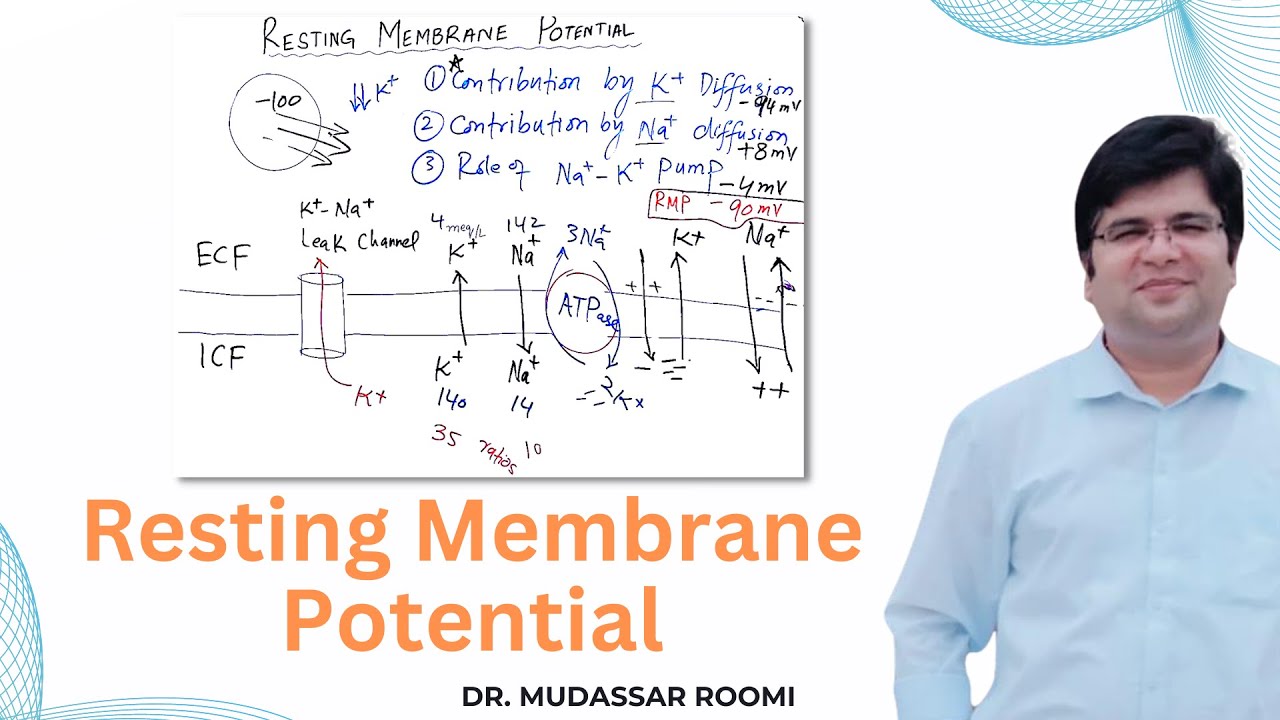 Resting Membrane Potential | The Nernst Potential | Nerve & Muscle Physiology
