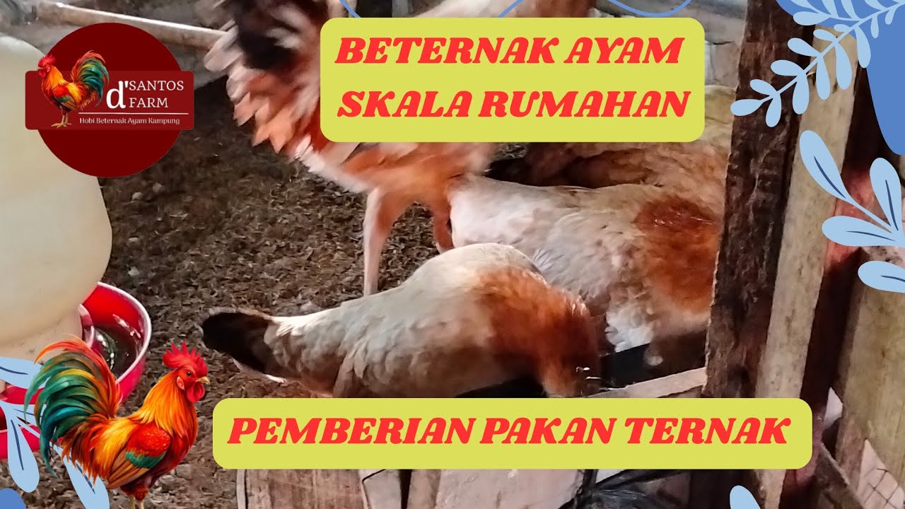 KEGIATAN PEMBERIAN PAKAN AYAM TERNAK 