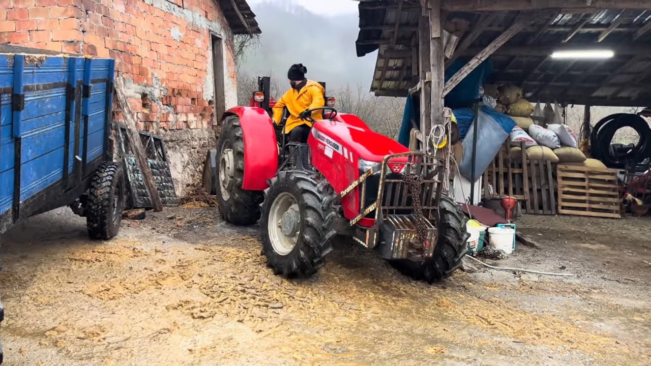 Massey Ferguson 2625 ve Asistan kepçe ile gübre yüklüyoruz. - Kar öncesi son tahliye!!!