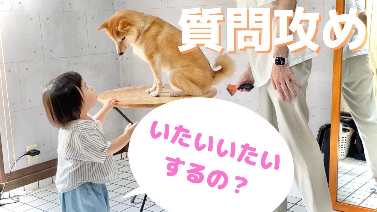 柴犬のお尻の毛を整えていたら娘からの質問攻めがすごい