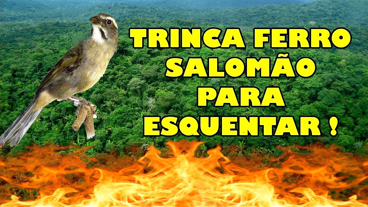 TRINCA FERRO SALOMÃO PARA ESQUENTAR !