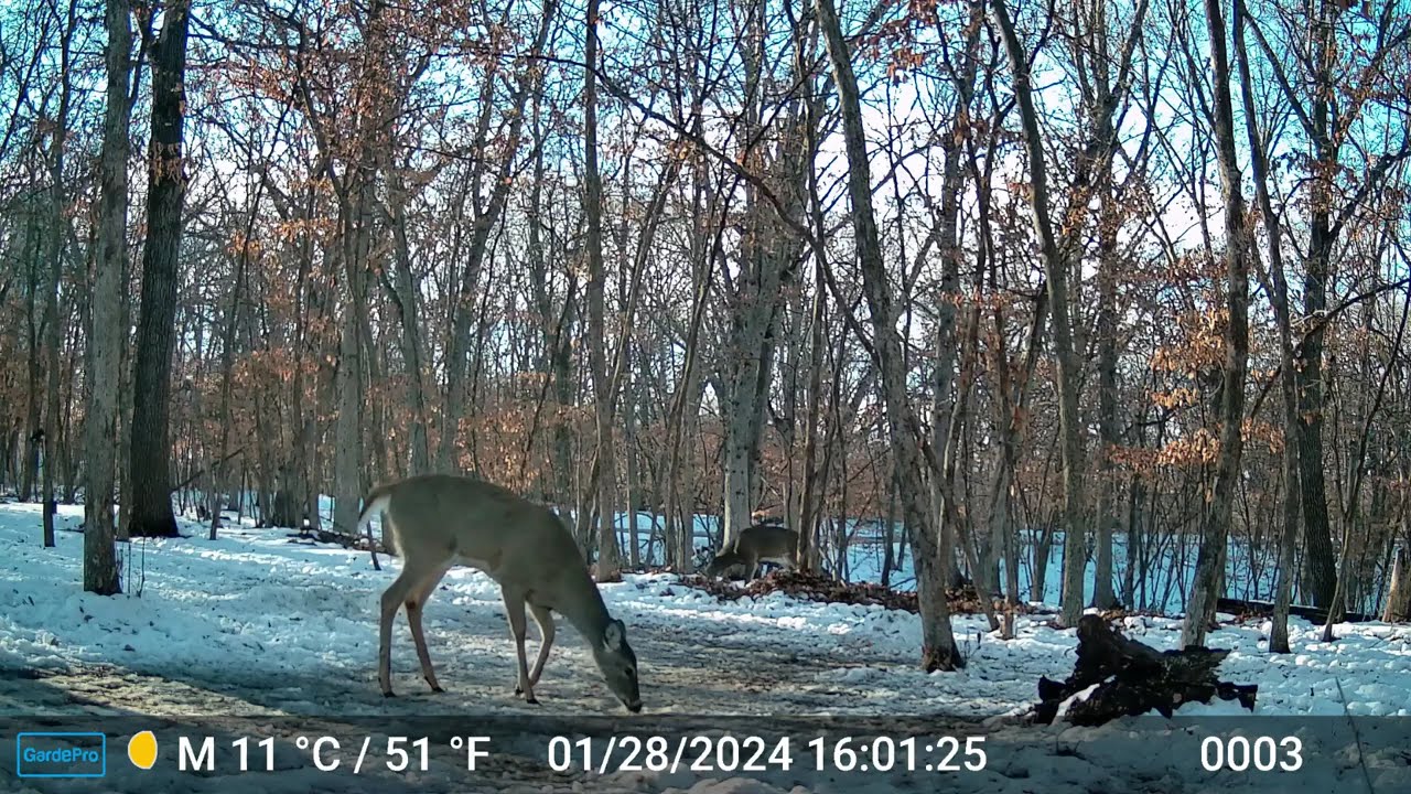 The Deer 2288