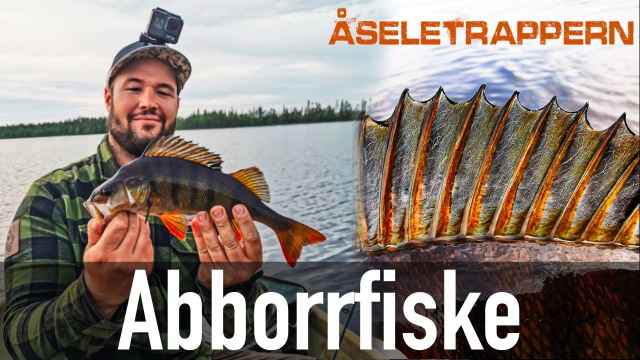Åseletrappern - Abborrfiske 1 ( många abborrar upp och någon gädda)