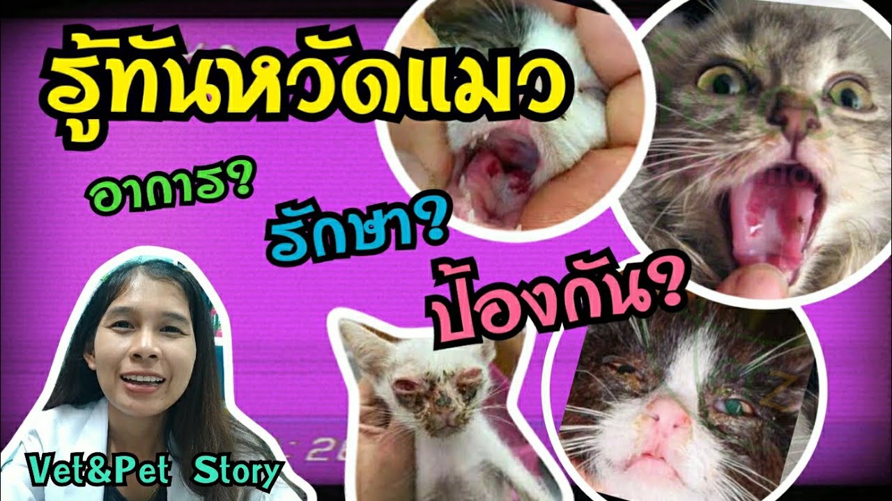 หวัดแมว ติดคนไหม รักษายังไง กี่วันหาย | cat flu