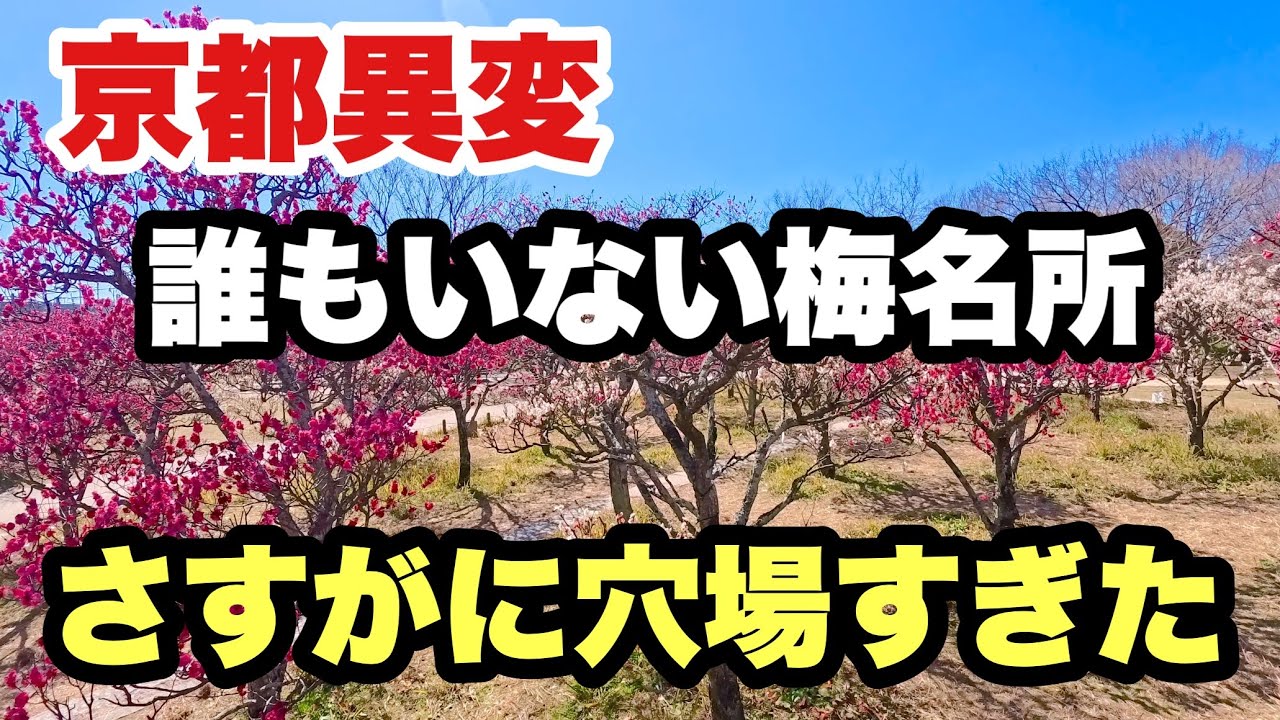 【4K】2026年2月17日（火）【京都異変】誰もいない梅の名所、さすがに穴場すぎた