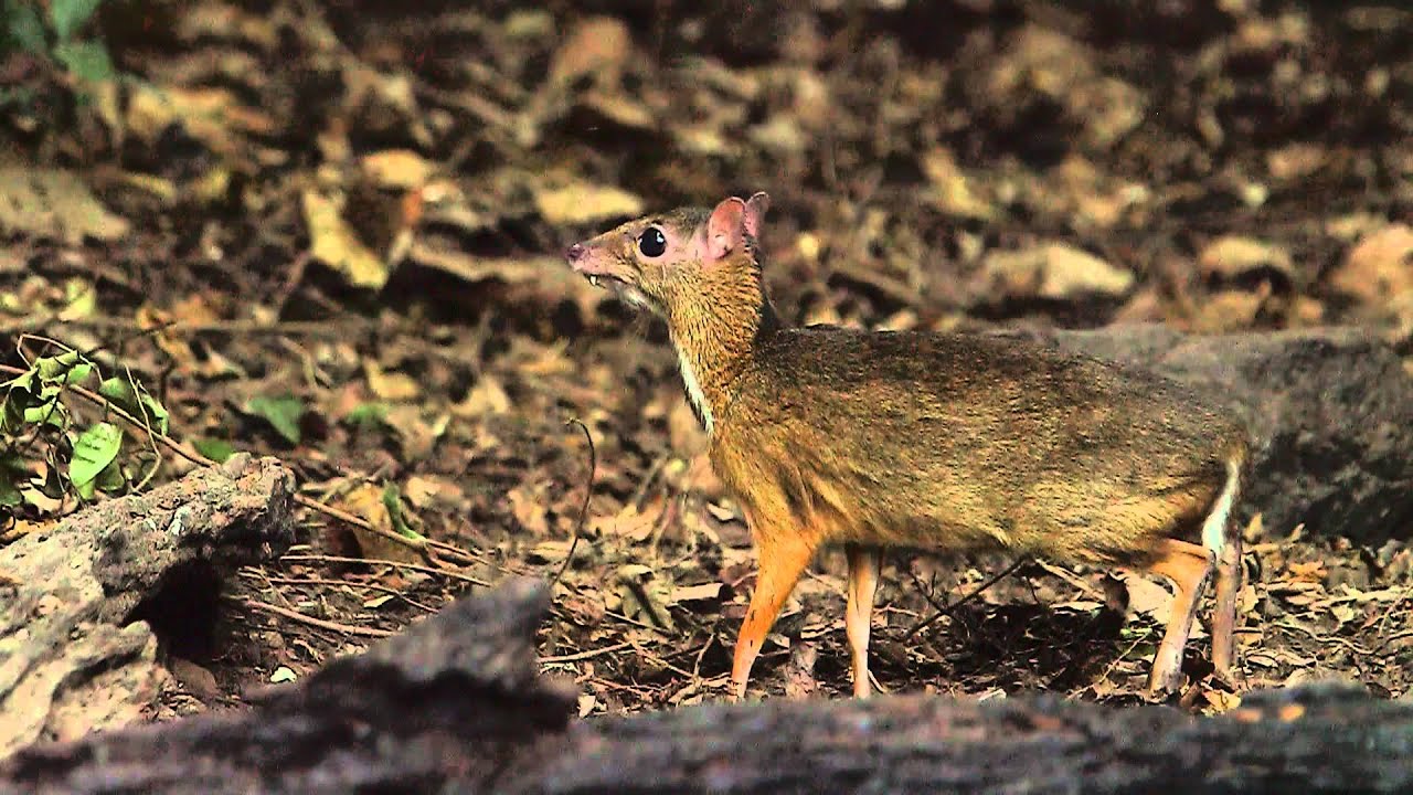 Lesser Mouse-Deer,Pikkukantsilli,Tragulus javanicus,Kaeng Krachan Thailand