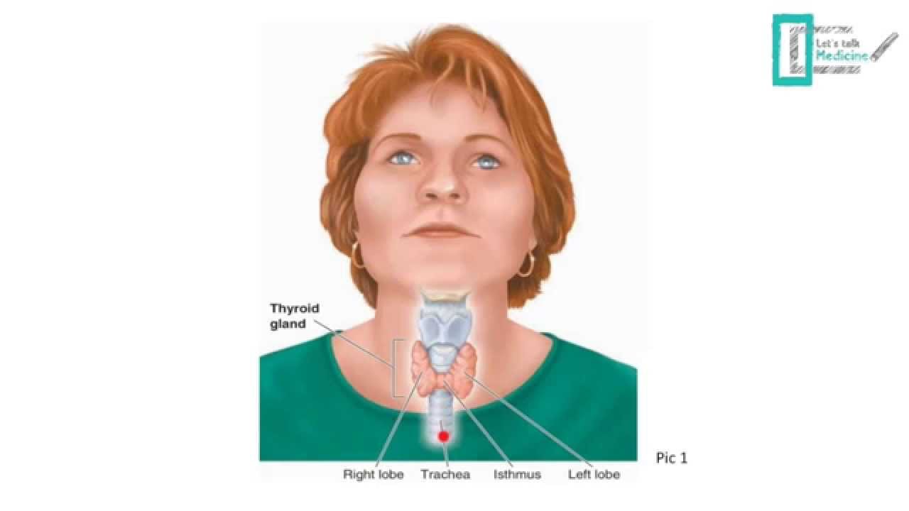 Thyroid Physiology