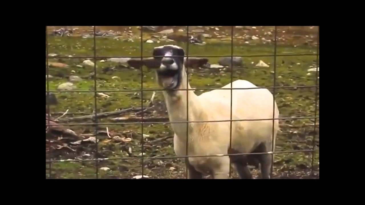 ► PSY - GANGNAM STYLE | Goat Edition [HD]