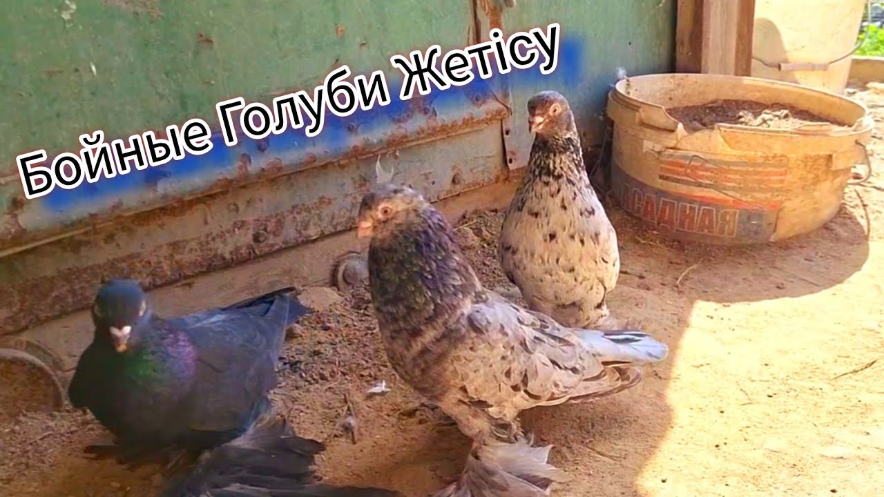 Среднеазитские бойные Голуби Жетысу, Цветные и пёстрые. Обзор в небе и в Голубятне.