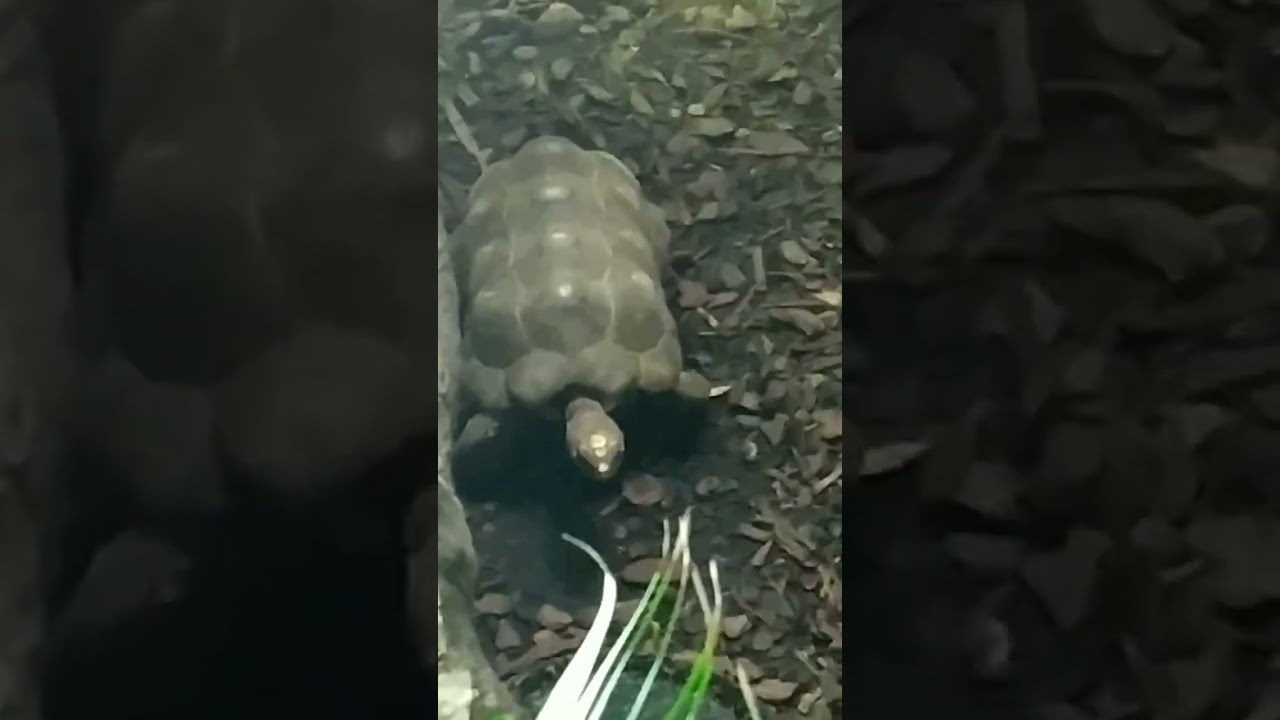 Cute tortoise walking #tortoise  #cutetortoise