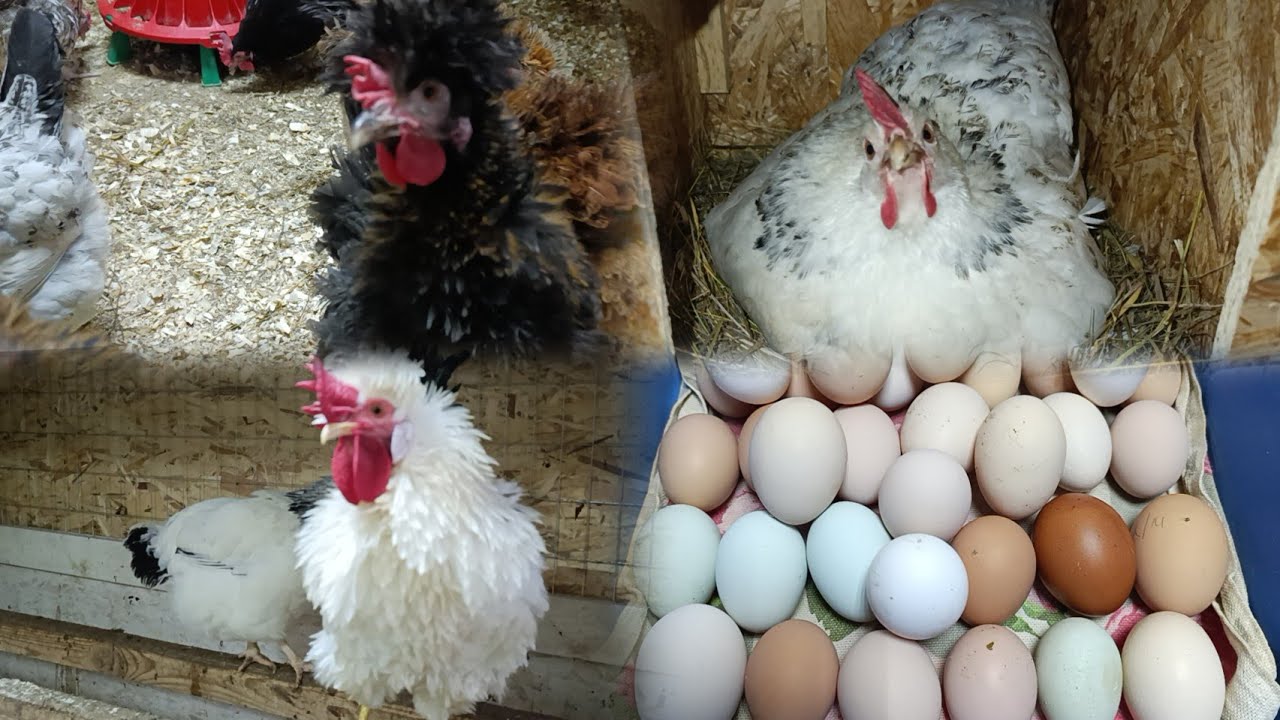 И снег ❄️ идёт, и яйца прибавляются 🥚👍😜. 