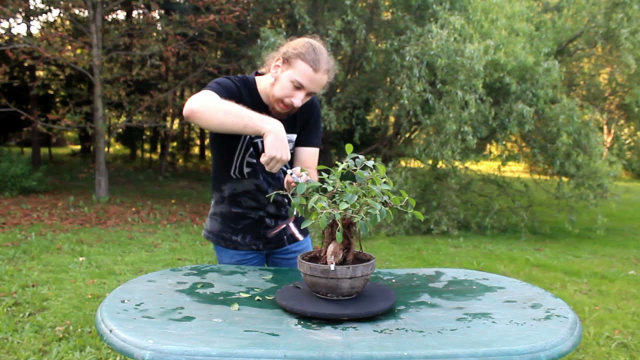 Bonsai dla potłuczonych #5 - Defoliacja masakracja