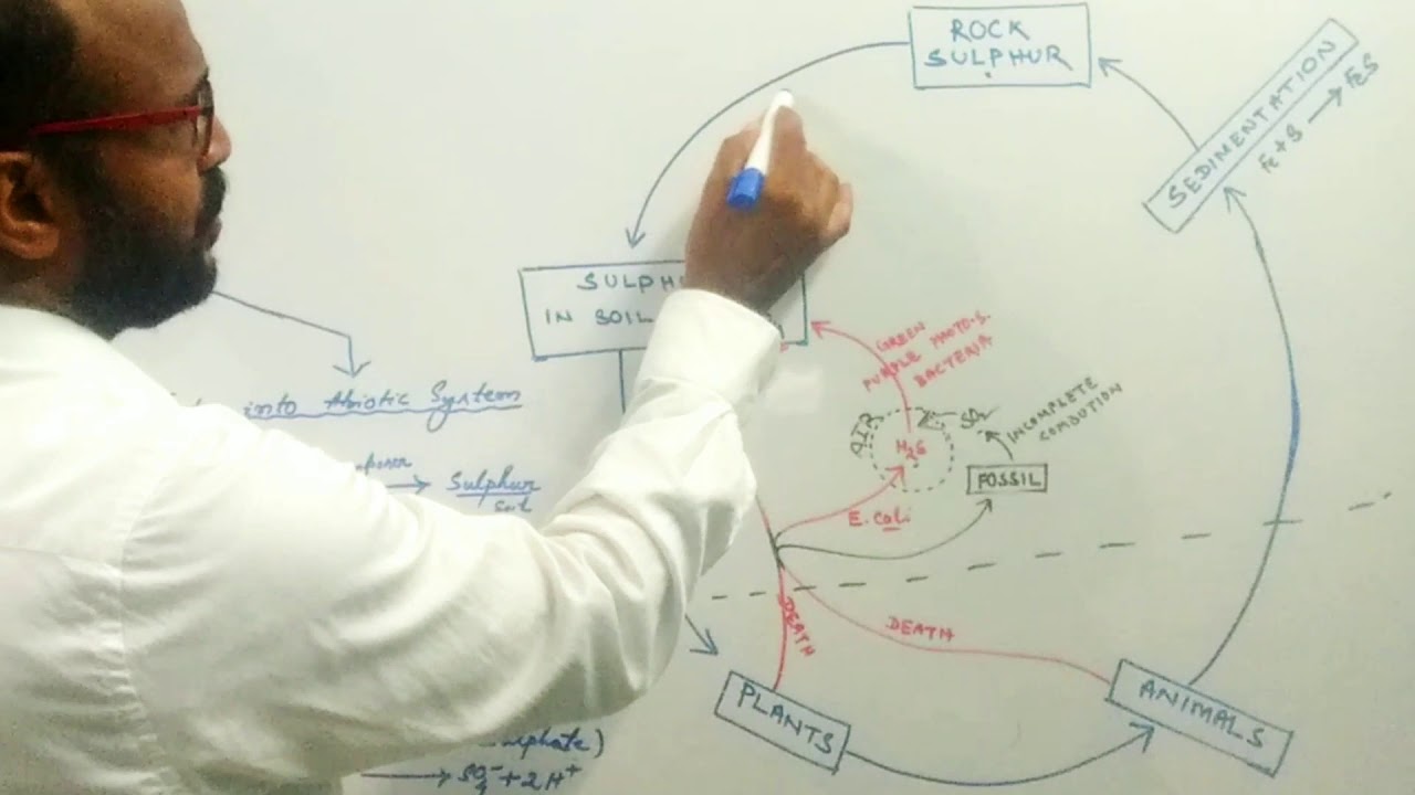 SULPHUR CYCLE