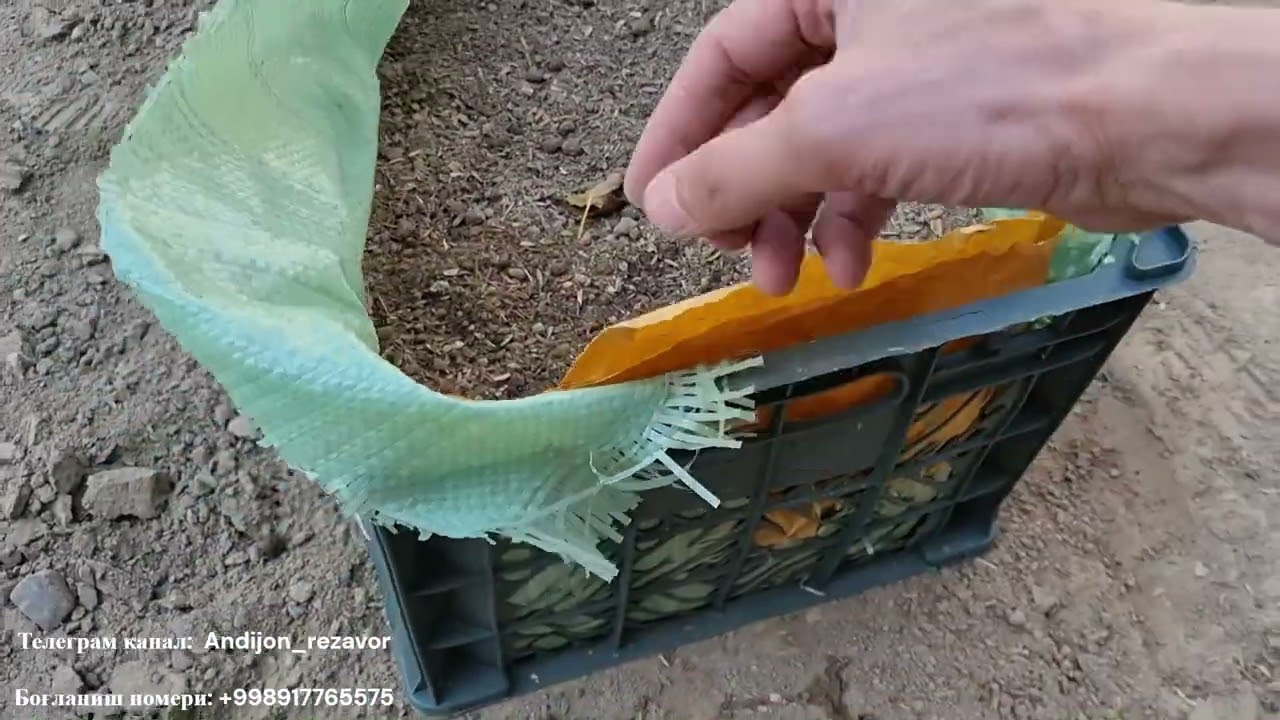 Ёпик илдиз малина кўчатларини очиқ майдонда яшикларда ўстириш