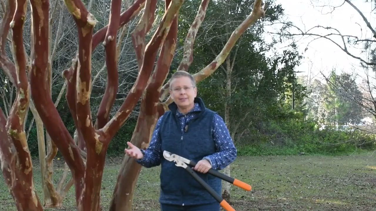 Pruning Crape Myrtles