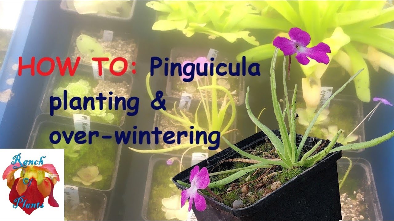 How to plant and over-winter a Pinguicula