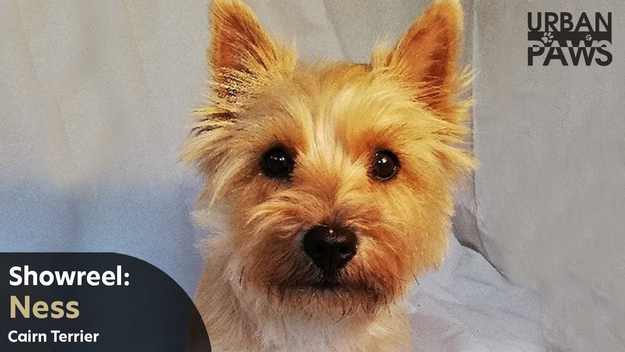 Dog Training: Ness (Cairn Terrier) Tidy Up Skill