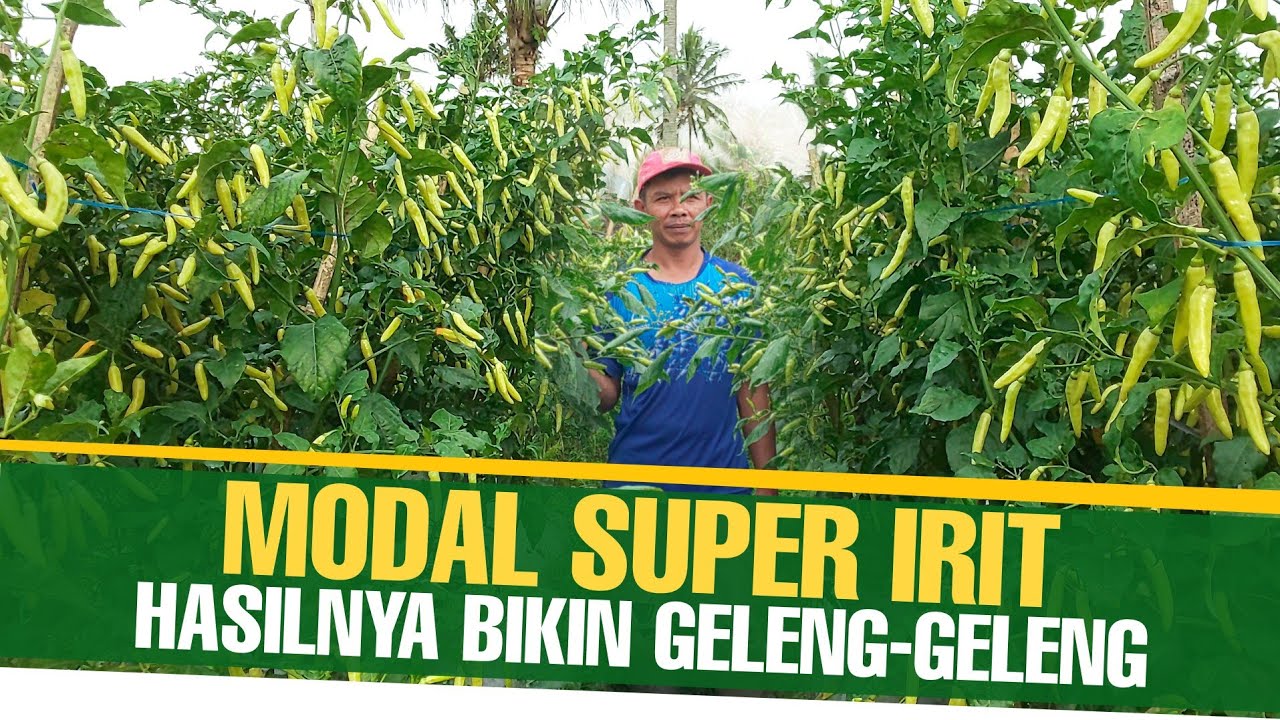 MODAL MENANAM CABAI IRIT HASILNYA LUAR BIASA ||BUKA METODE TANAM ALA MAS UDIN
