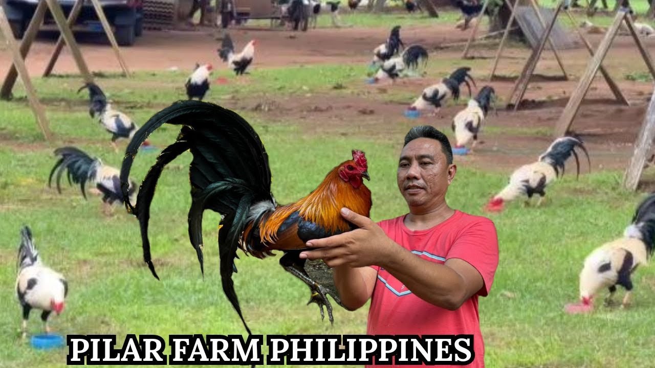 PHILIPPINES Pilar Farm - Feeding Time Free Shape Outdoor Chicken Coop