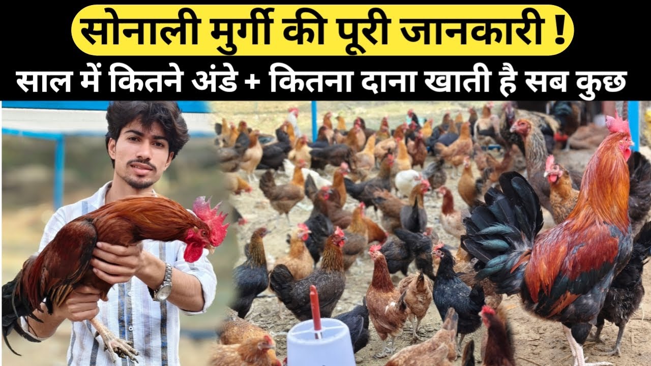 सोनाली मुर्गी पालन की पूरी जानकारी 🐔 #sonalimurgifarm #desimurgifarm #murgifarm #farming #farm