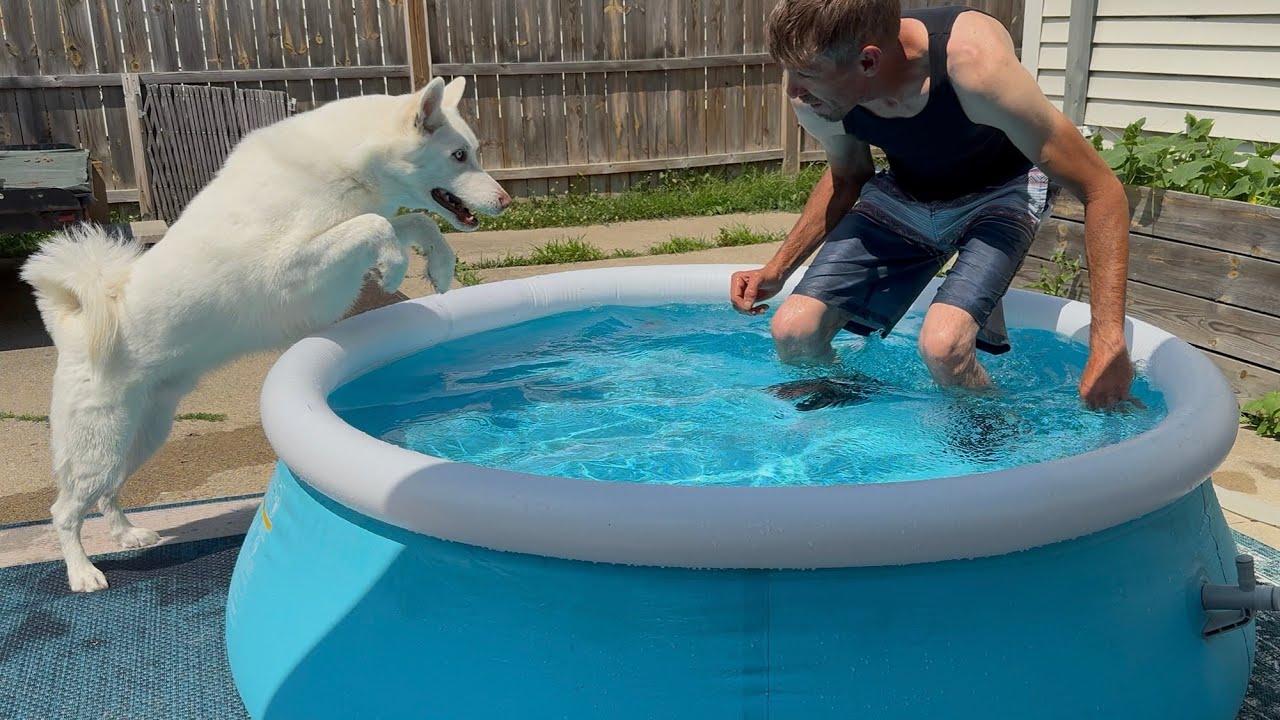 It’s a Poolside Dream Machine 🎶🐕