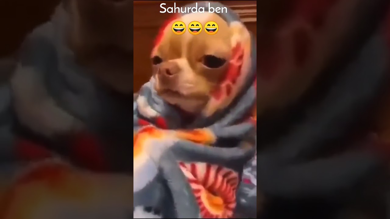 #kesfet #cat #cutecat #catlover #catcute #funny #ask #kitten #cutecats #berkcoşkun  #ramazan #sahur
